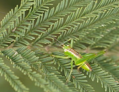 Conocephalomima barameda