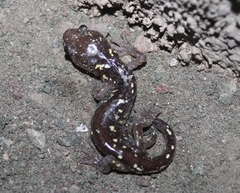 Aneides lugubris