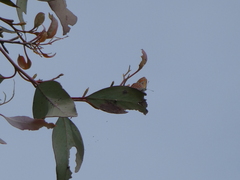 Hypochrysops ignitus