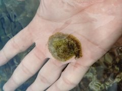 Dolabrifera dolabrifera