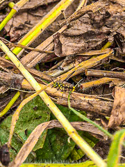 Ropalidia flavobrunnea