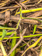 Ropalidia flavobrunnea