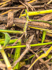 Ropalidia flavobrunnea