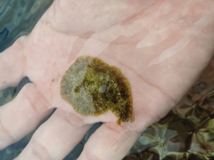 Dolabrifera dolabrifera