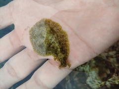 Dolabrifera dolabrifera