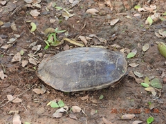 Melanochelys trijuga