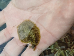 Dolabrifera dolabrifera