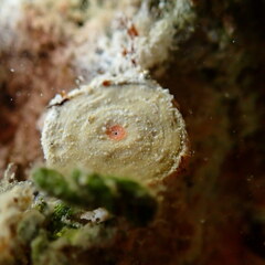 Marginopora