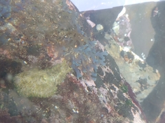 Dolabrifera dolabrifera