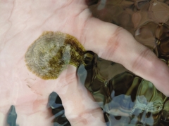 Dolabrifera dolabrifera