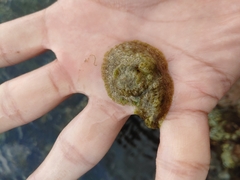Dolabrifera dolabrifera
