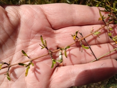 Coprosma propinqua propinqua