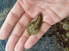 Dolabrifera dolabrifera