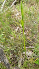 Orthoceras strictum
