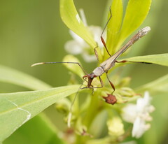 Enchoptera apicalis