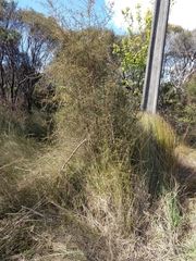 Coprosma propinqua propinqua