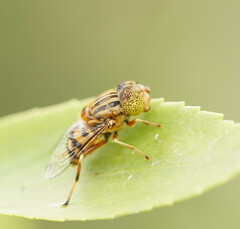 Eristalinus punctulatus