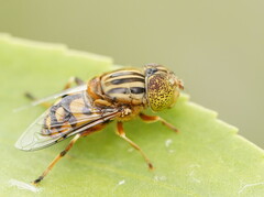 Eristalinus punctulatus
