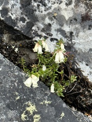 Epacris serpyllifolia