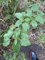 Clerodendrum canescens