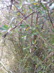 Coprosma propinqua propinqua