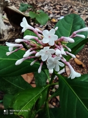 Rauvolfia verticillata