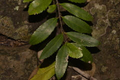 Elaeodendron curtipendulum