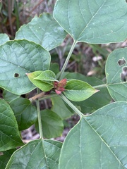 Clerodendrum canescens