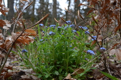 Myosotis sylvatica