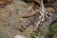 Caledoniscincus haplorhinus