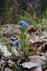Myosotis sylvatica