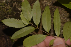 Elaeodendron curtipendulum