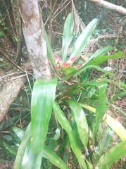 Nidularium innocentii