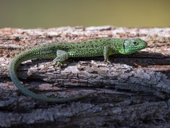 Lacerta agilis exigua