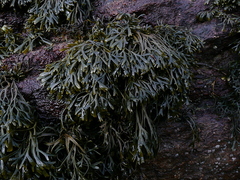 Pelvetia canaliculata