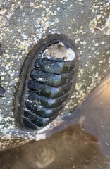 Ischnochiton australis