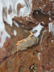 Leptodius sanguineus