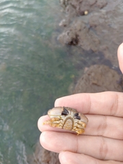 Leptodius sanguineus