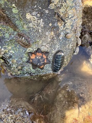 Ischnochiton australis