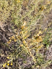 Ericameria palmeri