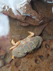 Leptodius sanguineus