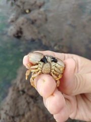 Leptodius sanguineus