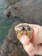 Leptodius sanguineus