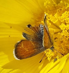 Brephidium exilis exilis
