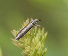 Rhinotia