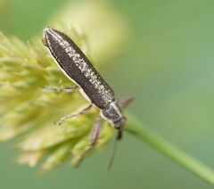 Rhinotia