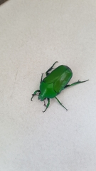 Ischiopsopha wallacei