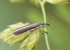 Rhinotia