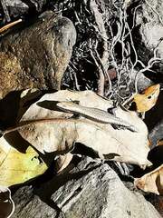 Caledoniscincus austrocaledonicus