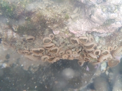 Palythoa mutuki